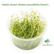 Image result for Rotala tenella