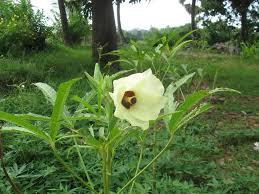 Lady finger plant (okra) goes by the botanical name abelmoschus esculentus and belongs to the mallow family. Lady S Finger Plant Mapio Net
