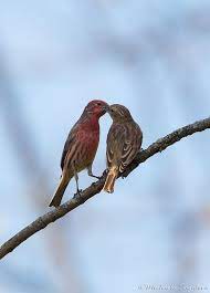 house finch cute wild animals beautiful birds pretty birds