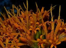 Image result for Distephanus divaricatus