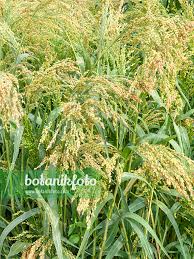 Image result for Panicum miliaceum