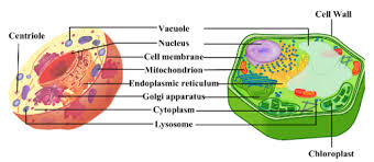 Plant cell vs animal cell amoeba sisters. Monday January 28th Eukaryotic Vs Prokaryotic Cells Science 6 At Fms