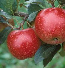 Honeycrisp apple (217) starting at $52.99 wolf river apple (24) $46.99. Training Pruning Fruit Trees Knowledgebase Johnson S Nursery