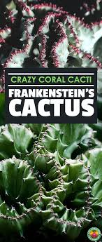 We're excited to assist you with your project. Coral Cactus Growing The Frankenstein Of The Succulent World Epic Gardening Coral Cactus Cactus Care Cactus Plants