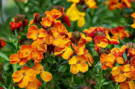 Check spelling or type a new query. Lobelia Lobelia Palsu Bunga Berkembang Kuat Rumah Kaca Bunga Lonceng Tanaman Hias Terang Taman Farbenpracht Tanaman Kebun Pikist