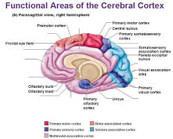 The dorsal columns carry sensory information from mechanoreceptors (cells that respond to mechanical pressure or distortion). Functional Areas Of The Cerebral Cortex Cerebral Cortex Cerebral Cortex Function Basic Anatomy And Physiology