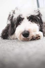 The Truth About Sheepadoodles Why They Aren T For Everybody Sheepadoodle Sheepadoodle Puppy Breeders