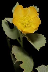 Image result for Abutilon pycnodon