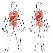 Digestive Tract With Internal Organs Male And Female Body