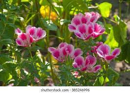 Clarkia Flower Yoga Best Flower Wallpaper