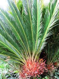 Image result for Cycas