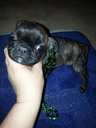 See pictures and videos of the frenchie pugs from around the world! French Bulldog Pug Mix Puppy Brindle Female For Sale In York Pennsylvania Classified Americanlisted Com