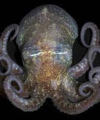 20 Weirdest Arctic Animals Octopus Facts Types Of Octopus Octopus