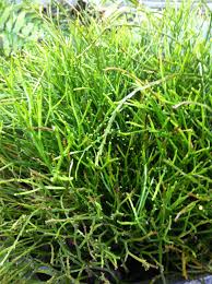 Image result for Rytigynia sp. N