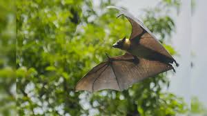 Image result for Bat Bite