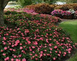 Image result for Impatiens lutzmanniae
