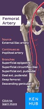 Femoral Artery Arteries Anatomy Arteries Lower Limb