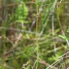 Image result for Eulophia elegans