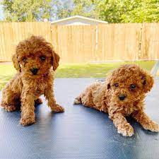 According to the akc (american kennel club), they are one of the most popular dog breeds in the world.with the increasing popularity of various doodle breeds like the goldendoodle and labradoodle, poodles are becoming a popular dog breed to rescue and adopt. Free Toy Poodle Puppies For Adoption Home Facebook