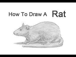 How To Draw A Rat - Youtube
