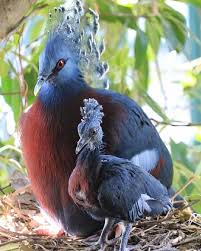 Bird With Red Mohawk He Has His Father S Mohawk San Diego Zoo Colorful Birds Pretty Birds Beautiful Birds