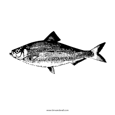 A fish template can be used for many differnt situations including some crafts work or some other projects. Free Printable Fish Stencils Fish Stencil Fish Printables Free Stencils Printables