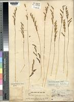 Image result for Urochloa jubata