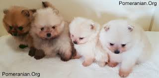 Pomeranian is the dog's full name; Best Pomeranian Puppy Food Guide