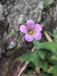 Image result for Marsilea vera