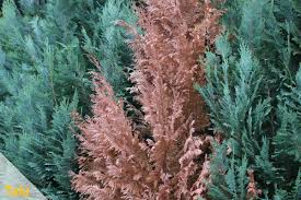 Image result for kabatina thujae