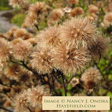 Image result for Vernonia turbinella