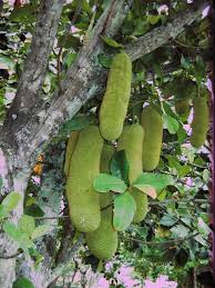 Pin On Fruits Frutas