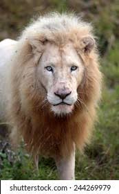 Big Pure White Male Lion This Stock Photo 244269979