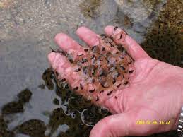 Robyn S Salamander And Newt Care Page