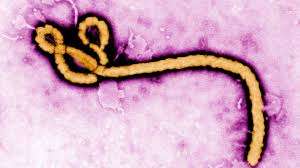 A look at major Ebola outbreaks and when the disease was first identified  :: WRAL.com