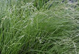 Image result for Carex