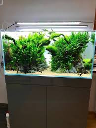 The Best Nature Aquarium In 2020 Nature Aquarium Aquarium Aquascape