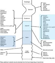 Magnesium Glycinate Vs L Threonate Vs Oxide Which Is The Best Magnesium Supplement Health Science Health Info Anatomy And Physiology