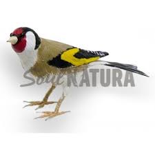 Es un hombre joven, pero su historia es larga y ni él sabe bien por qué ha llegado hasta aquí. Jilguero Pajaro De Pita