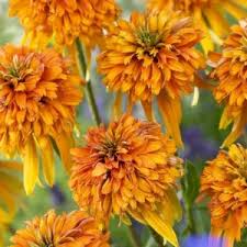 Image result for Emilia juncea