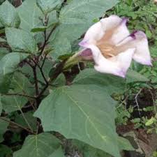 Check spelling or type a new query. 30 Daun Segar Tanaman Kecubung Wulung Ungu Shopee Indonesia