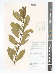 Image result for Craterispermum