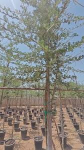 Image result for Acacia mellifera