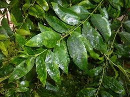 Image result for Kraussia floribunda