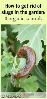 Most common is the common garden slug, which grows to be about an inch in length with dark skin and a light stripe on one side. How To Get Rid Of Slugs In The Garden 8 Organic Control Methods