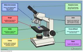 Check spelling or type a new query. Parts Of A Microscope Labeling Activity