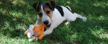 Espacio libre protegido para mayor comodidad y disfrute de tu mascota las casas de tela para perros son una excelente opción si quieres mantener a tu mascota dentro de casa. Casas De Acogida