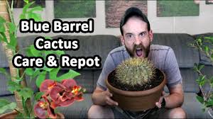 Blue chalk sticks (senecio serpens, zones 9 to 12) intermingles with a group of golden barrel cactuses in this garden. Blue Barrel Cactus Care Repot Ferocactus Glaucescens Youtube