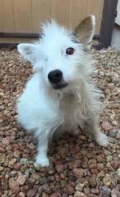 Maybe you would like to learn more about one of these? Dog For Adoption Penny A Terrier In Phoenix Az Petfinder