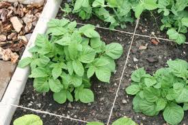 Maybe you would like to learn more about one of these? Square Foot Garden Check Up Make And Takes